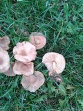 Marasmius oreades image