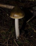 Amanita sect. Vaginatae image