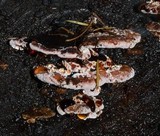 Fomitopsis cajanderi image