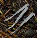 Clavaria acuta image
