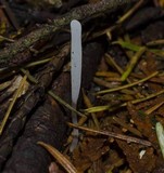 Clavaria acuta image