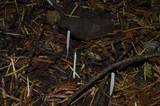 Clavaria acuta image