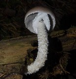 Stropharia hornemannii image