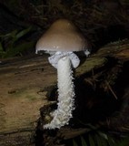 Stropharia hornemannii image