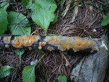 Peniophora aurantiaca image