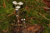 Strobilurus trullisatus image