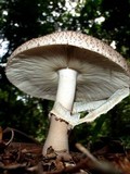 Clarkeinda trachodes image