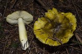 Tricholoma sejunctum image