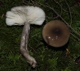 Lactarius pseudomucidus image