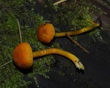 Hygrocybe miniata image