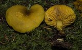 Tricholomopsis decora image