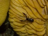 Tricholomopsis decora image