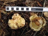 Paxillus involutus image