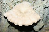 Hypsizygus tessulatus image
