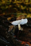 Hypsizygus tessulatus image