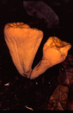 Clavariadelphus truncatus image
