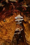 Hypsizygus tessulatus image