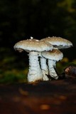 Hemipholiota populnea image
