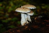Hemipholiota populnea image