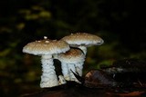 Hemipholiota populnea image