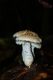 Hemipholiota populnea image