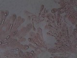 Amanita sect. Vaginatae image