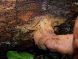 Gyromitra infula image
