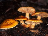 Tricholoma focale image