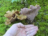 Gomphus clavatus image
