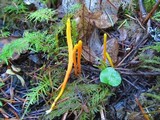 Clavulinopsis laeticolor image