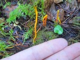 Clavulinopsis laeticolor image