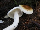 Hygrophorus bakerensis image