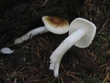 Hygrophorus bakerensis image