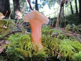 Guepinia helvelloides image