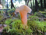 Guepinia helvelloides image