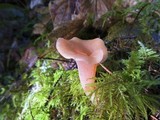Guepinia helvelloides image