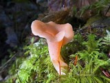 Guepinia helvelloides image