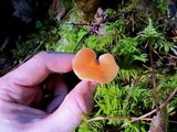 Guepinia helvelloides image