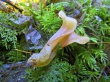 Guepinia helvelloides image