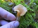 Guepinia helvelloides image