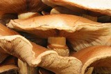Gymnopilus ventricosus image