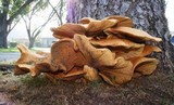 Gymnopilus ventricosus image