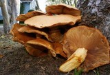 Gymnopilus ventricosus image