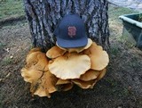 Gymnopilus ventricosus image