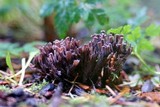 Thelephora palmata image