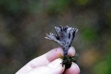 Thelephora palmata image