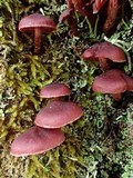 Tubaria punicea image
