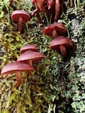 Tubaria punicea image