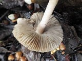 Inocybe mixtilis image