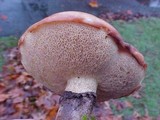 Suillus luteus image